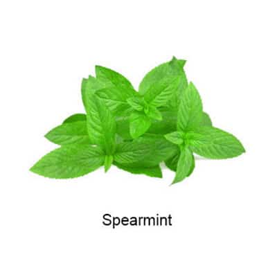 VAPELF – SPEARMINT – CONCENTRATED FLAVOURS – 10ML